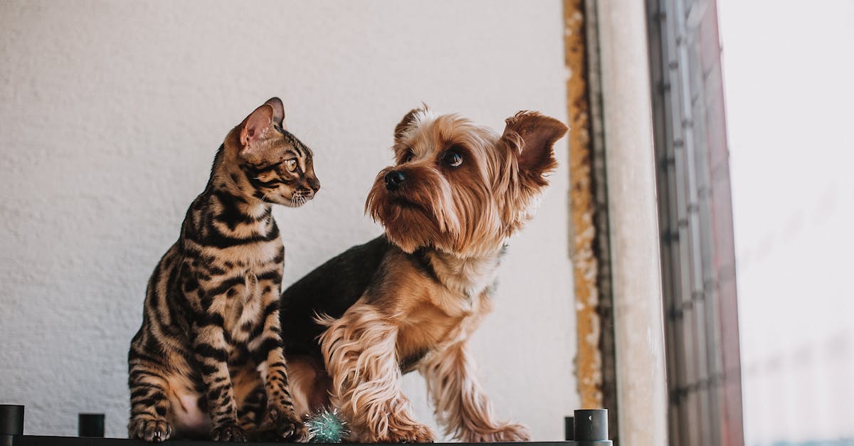 Hebrew Animal Names: From "Kelev" to "Arye"
