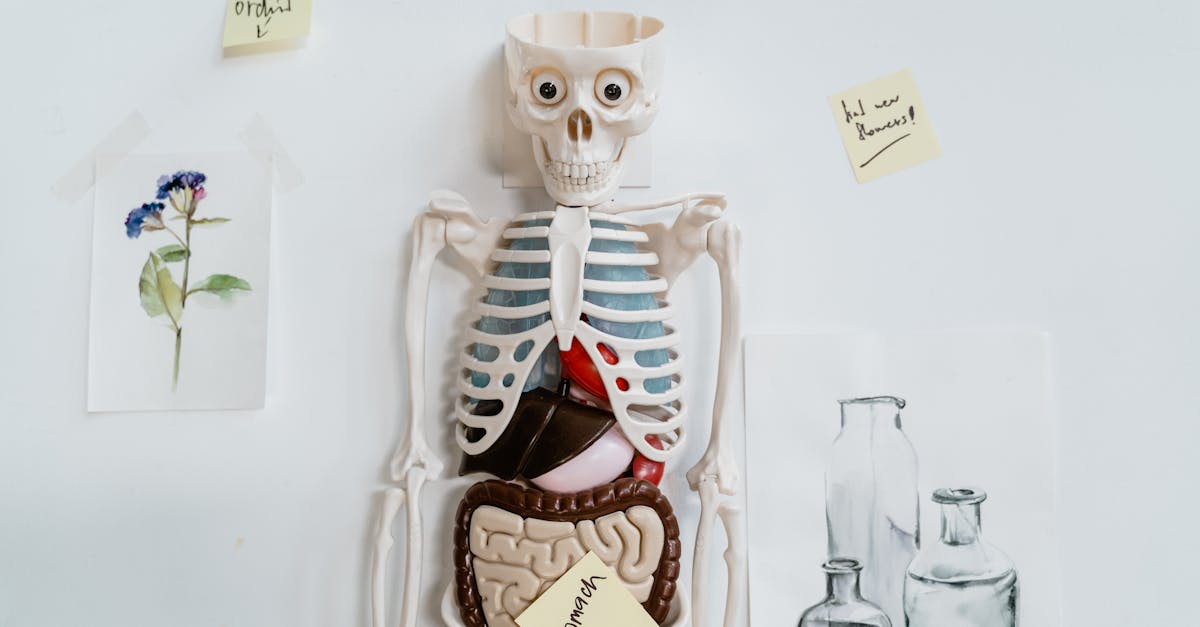 Hebrew Body Parts: The 20 Words Every Learner Needs