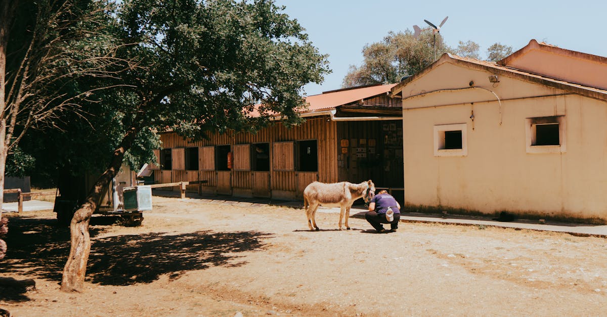 Hebrew for Volunteers: Kibbutz Vocabulary You'll Actually Use