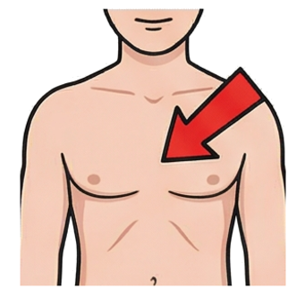 Chest