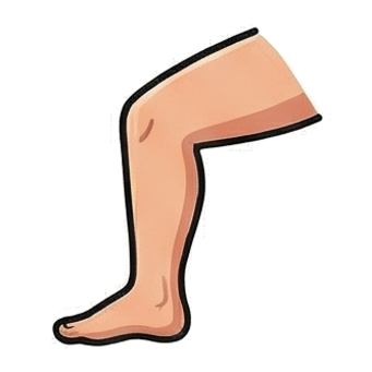 Leg