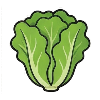 Lettuce