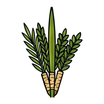 Lulav